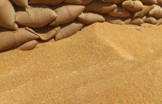وزارة التجارة: مستمرون بتجهيز المطاحن بالحصص المقررة من الحنطة المحلية