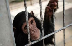 الصحة العالمية تعلن تسجيل 131 إصابة مؤكدة بـ"جدري القرود" في 19 دولة