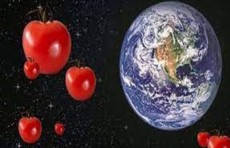 "ناسا" تسعى لزراعة الطماطم في الفضاء