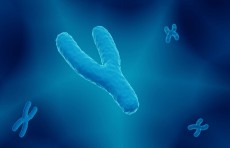 كروموسوم Y يتلاشى وجين جنسي بديل قد يعني "ظهور أنواع بشرية مختلفة"