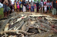 قرويون في إندونيسيا يذبحون 292 تمساح