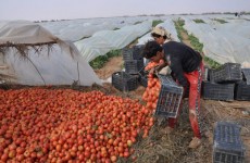 زراعة النجف تؤكد تحقيق الاكتفاء الذاتي من محصول الطماطم
