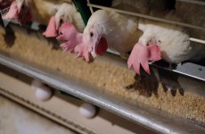 علماء يعدلون جينات الدجاج ليقاوم إنفلونزا الطيور