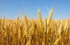العراق يشتري 2.5 مليون طن من القمح محليا حتى الآن