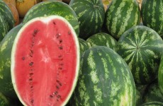 يحمي القلب والمناعة ويحارب الشيخوخة...5 فوائد لبذور البطيخ