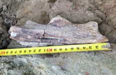 العثور على آثار ديناصور نادر في جنوب سيبيريا