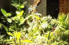 "بيتي".. أول نبتة في العالم تلتقط سيلفي لنفسها!