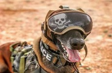 الجيش الامريكي يصمم غطاء للراس يحمي الكلاب العسكرية من فقدان السمع