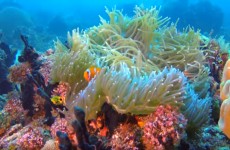 طريقة مبتكرة تعيد الحياة للشعاب المرجانية!