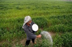 العراق يحقق الاكتفاء الذاتي لـ "23" منتج زراعي محلي منها رز “العنبر”