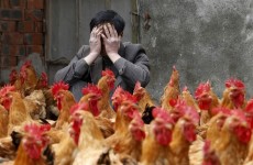 بعد "كورونا".. فيروس إنفلونزا الطيور يتفشى مجددا في الصين