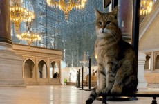 اختفاء "غلي" قطة "آيا صوفيا" الشهيرة... ما السبب؟
