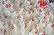 المركزي للإحصاء: ارتفاع انتاج لحم الدجاج وبيض المائدة لعام 2019