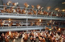 اكتشاف بؤرة لإنفلونزا الطيور في مزرعة شمال ألمانيا