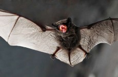 "ذي صن": علماء صينيون يكتشفون فيروسا جديدا في الخفافيش مطابق بنحو 95% لـ"كوفيد-19"
