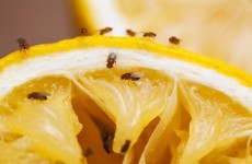 ابتكار واعد للبشر.. تطوير علاج قد يطيل عمر ذبابة الفاكهة الافتراضي بنسبة 9% ويمنع ألزهايمر