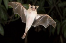 الخفافيش مجدداً.. العلماء يكتشفون فيروساً آخراً "مطابقا لكورونا"
