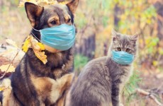 روسيا تسجل أول لقاح للحيوانات ضد فيروس كورونا
