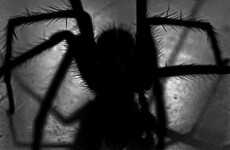 العلماء يتتبعون العناكب التي تبني شبكات في الظلام بتفاصيل غير مسبوقة!