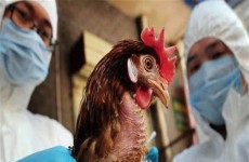 بسبب إنفلونزا الطيور.. فرنسا تعدم أكثر من 600 ألف دجاجة