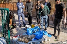 الإيقاع بنمر نادر افترس 25 خروفا في كردستان