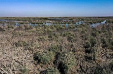 شح المياه يقلص المساحات الزراعية في العراق