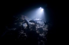 العثور على "القرش الشبح" المخيف والنادر بشكل استثنائي في المحيط الهادئ!