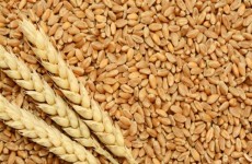 قرار جديد من الهند بشأن تصدير القمح