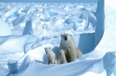 عالم روسي يحدد موعد اختفاء الثلج من القطب الشمالي