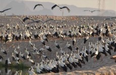 دراسة تحذر: عدد كبير من الطيور مهددة بالانقراض