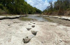 الجفاف في تكساس يكشف آثار أقدام ديناصور عمرها 113 مليون عام