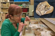 اكتشاف أقدم قلب في العالم في حفرية عمرها 380 مليون عام "محفوظ بشكل جميل"