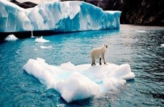 القطب الشمالي سيفقد ستاره الجليدي في الأعوام العشرة المقبلة