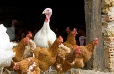 إتلاف 17 ألف دجاجة بسبب إنفلونزا الطيور في اليابان