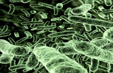 البكتيريا "تجوع" كالبشر وتطلق سموما ضارة تجعلنا مرضى