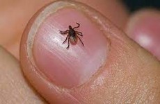 "لا سيطرة عليها"!.. تصريح مقلق’ من الصحة بشأن الحشرة الناقلة للحمى النزفية