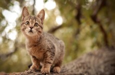 مرض يقتل القطط في أنحاء متفرقة من بولندا