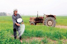 العنبر قد يختفي.. الجفاف يقسو على الخطة الزراعية في العراق