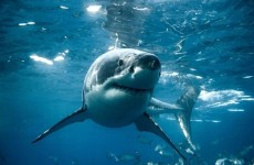 أسماك القرش "متهمة" بتعاطي الكوكايين قبالة سواحل فلوريدا!