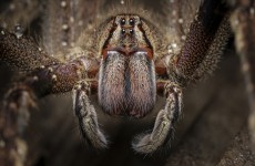 سم أخطر العناكب في العالم بديلا للفياغرا لعلاج العجز الجنسي لدى الرجال