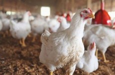 الـ9 عربياً.. إحصائية: العراق استورد نحو 60 ألف طن من الدجاج البرازيلي في 2022