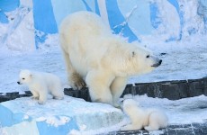 "الغارديان": الدببة القطبية مهددة بالانقراض بسبب تغير المناخ