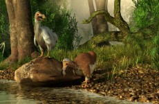 تقدم علمي مذهل قد يعيد طائر الدودو المنقرض منذ 350 عاما