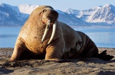 العلماء: التغيرات المناخية تسبب هجرة حيوانات الفظ البحرية نحو القطب الشمالي