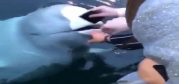 حوت يعيد هاتفا لسياح بعد سقوطه في الماء!