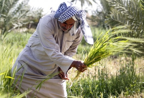 مسؤول عراقــي: أزمة المياه تدفع إلى حظر زراعة 8 محاصيل صيفية