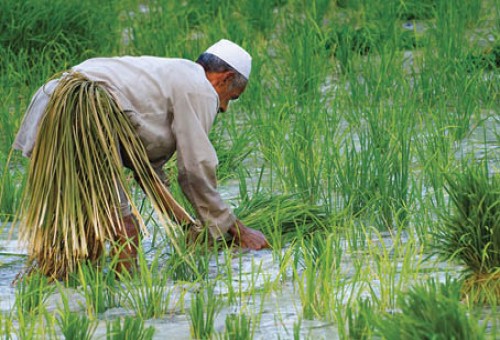 العراق: مخاوف من هجرة الفلاحين بسبب شح المياه ووقف زراعة الأرز