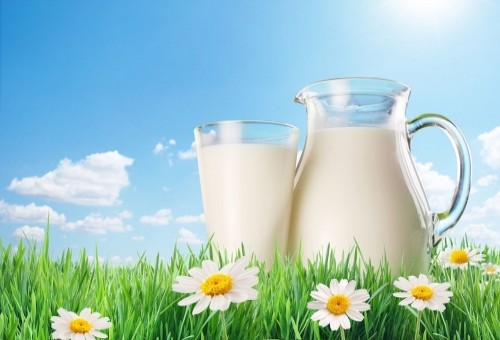 دراسة طيبة حديثة تكشف عن فوائد شرب الحليب كامل الدسم