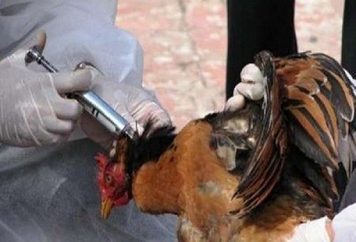 السعودية تسجل اصابة بمرض انفلونزا الطيور
