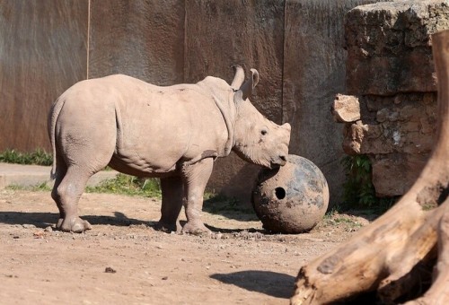 العلماء يحصلون على أجنة وحيد القرن الأبيض